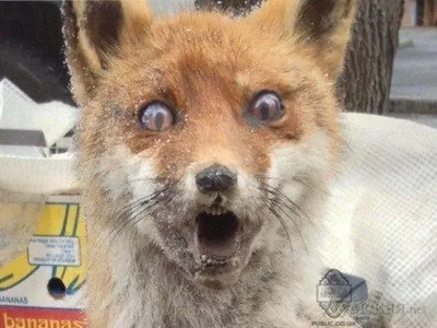 Привет защитникам животных - Лис Давно хотел рассказать про своего питомца.  Все дело в том, что во / лис :: slightly nuts :: more in comments :: fox :: упоротый  лис ::