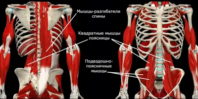 Комплекс базовых упражнений при межпозвонковой грыже