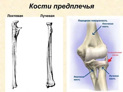 Бандаж на локтевой сустав, налокотник универсальный - купить с доставкой по  выгодным ценам в интернет-магазине OZON (1131044171)