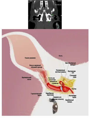 Средний и внутренний отит у кроликов. Ветеринарные центры \"Котонай\"