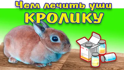 Ушной клещ у кошек: симптомы, лечение, профилактика - SUPERPET