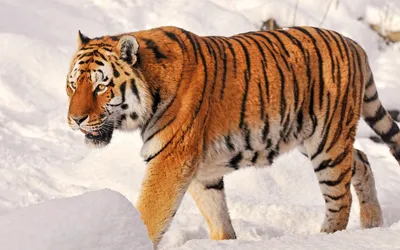 Амурский тигр - Фотогалерея РГО