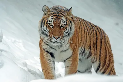 Тигр амурский (уссурийский, дальневосточный) — Panthera tigris altaica