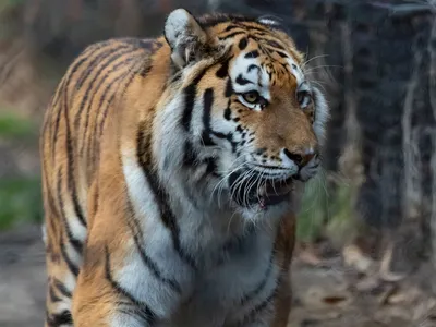 ❄️ уссурийский тигр . смотрит в …» — создано в Шедевруме