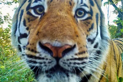 Амурский тигр останавливается в полушаге от вымирания | ShareAmerica