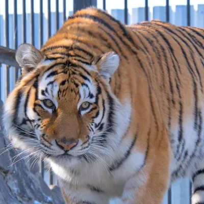 Амурский тигр · Кошачьи · Хищные · МЛЕКОПИТАЮЩИЕ · Животные · Муниципальное  Бюджетное Учреждение Культуры «Зоопарк» - официальный сайт