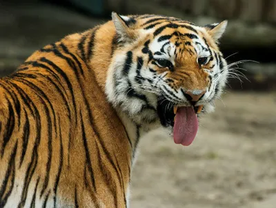 Амурский тигр готов к году тигра: в Приморье показывают детей Амура |  Euronews