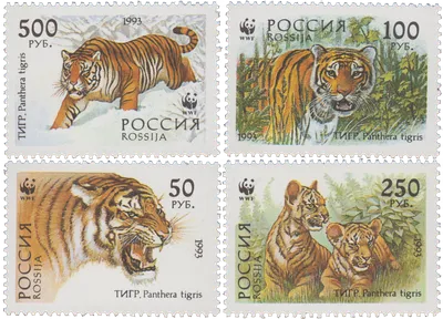 Амурский тигр: император уссурийской тайги, национальная гордость России |  В когтях у хищника | Дзен