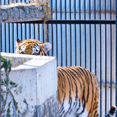 Уссурийский тигр (Panthera tigris altaica) - AnimalBox.ru