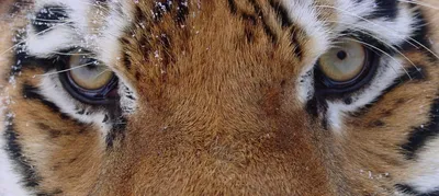 Популяция амурского тигра в России выросла почти вдвое за 12 лет - Новости  РГО