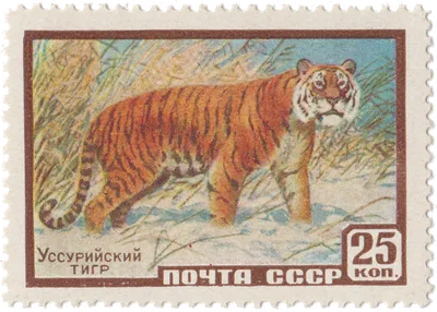 CBS News (США): «сказочный» сибирский тигр, несмотря ни на что,  восстанавливает свою популяцию (CBS News, США) | 07.10.2022, ИноСМИ