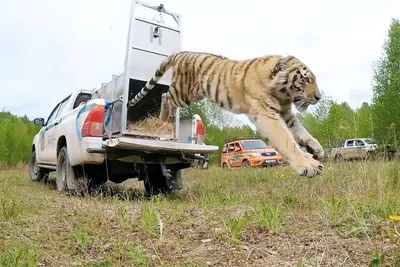 Уссурийский тигр | Исчезающие виды животных! | Дзен