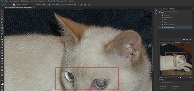 Как убрать эффект красных глаз с помощью Adobe Photoshop? | MyDiv