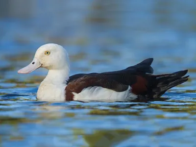 Пеганка, Tadorna tadorna, Common Shelduck | Москва, Царицыно… | Oleg  Nabrovenkov | Flickr