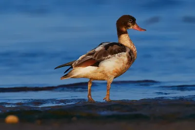 Гибридная утка (Огарь x Пеганка) (Tadorna (ferruginea x tadorna)). Птицы  Европейской России.