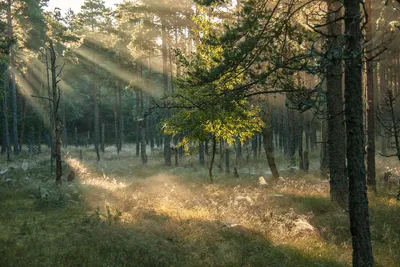 Утренний лес фото фото