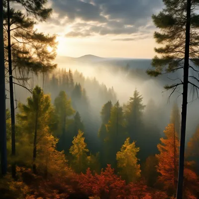 Утренний лес Лес, утро, осень, …» — создано в Шедевруме