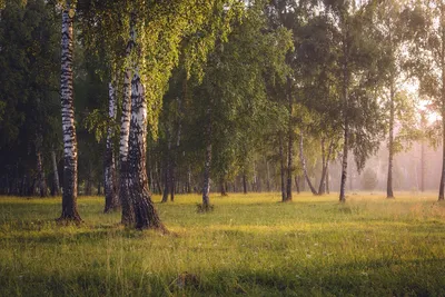 Утренний лес. | Фотограф Mihail | Фото № 44451