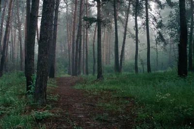 Утренний лес / Morning forest | Camera: Fed-2 Lens: Industar… | Flickr