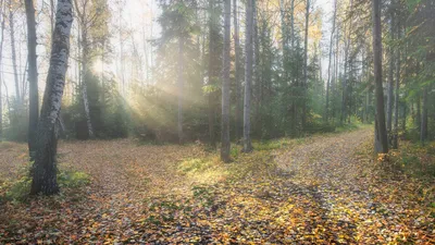 Утренний лес, солнце, тёплые …» — создано в Шедевруме