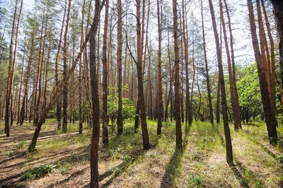 Утренний лес :: Сергей Чиняев – Социальная сеть ФотоКто