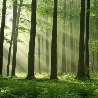 Утренний лес - красивые фото
