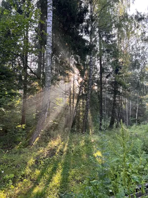 Утренний лес | Пикабу