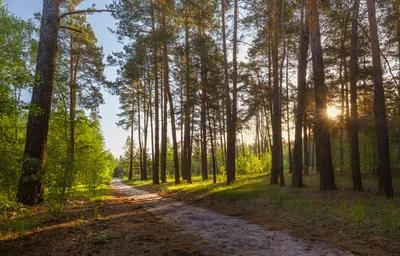 прекрасный утренний лес стоковое изображение. изображение насчитывающей  беларусь - 229114223