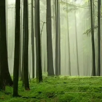 Утренний лес» — создано в Шедевруме