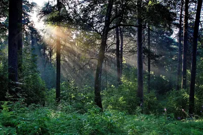 сонный утренний лес стоковое изображение. изображение насчитывающей страшно  - 237671589
