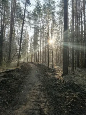 Спокойный утренний лес в тумане,4К» — создано в Шедевруме