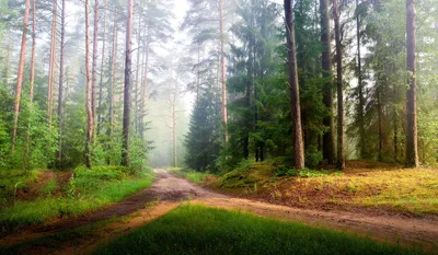 Утренний лес, лето, лёгкий туман, …» — создано в Шедевруме