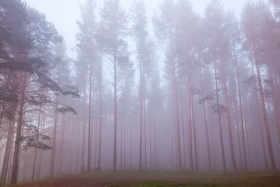 Утренний лес. Фотограф Фотерберг