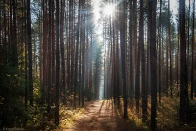 Луговой лес утренний лес летний материал фотография карта с картой Фон И  картинка для бесплатной загрузки - Pngtree