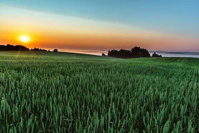 Утренний рассвет / Утренний рассвет над полем с пшеницей летом в деревне
