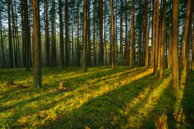Иван Шишкин «Утро в сосновом лесу» - самые интерсные факты о картине