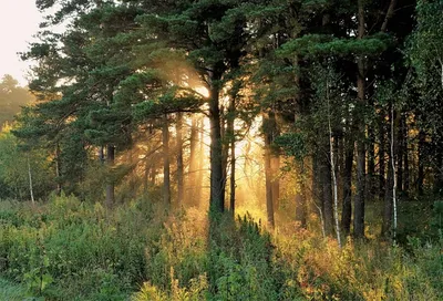 Репродукция картины \"Утро в сосновом лесу\" И.И. Шишкин / Картина на холсте  / 50х70 см / Интерьерро | AliExpress