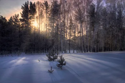 Утро в зимнем лесу — Фото №28340