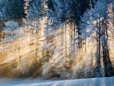 Утро в зимнем лесу - Demiart