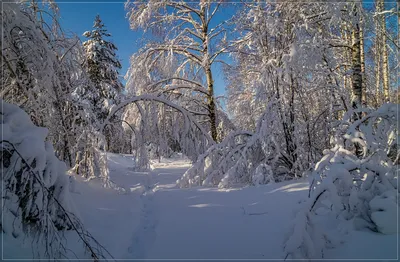 Утро в зимнем лесу - Фотомонтаж - Vladimir_Z - Участники - Фотогалерея iXBT