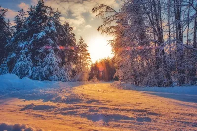 Утро в зимнем лесу» — создано в Шедевруме