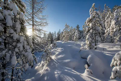 Утро в зимнем лесу. :: Мила Бовкун – Социальная сеть ФотоКто