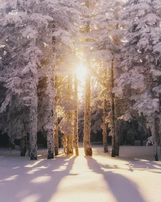 Утро в зимнем лесу. Купить работы автора – Розен Карл Иванович