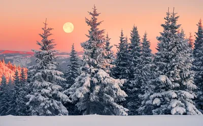 Утро в зимнем лесу :: Анатолий Володин – Социальная сеть ФотоКто