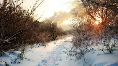 Утро в зимнем лесу - Натурализм