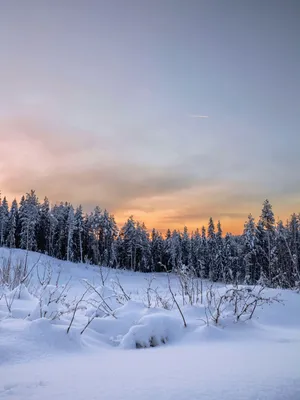 Утро в зимнем лесу. Фотограф Vladim Bormotov