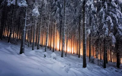 Впечатляет - Восход в зимнем лесу #впечатляет | Facebook