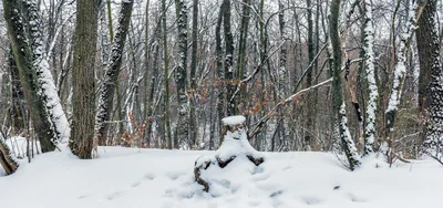 Скачать обои Утро в зимнем лесу на рабочий стол из раздела картинок Зима