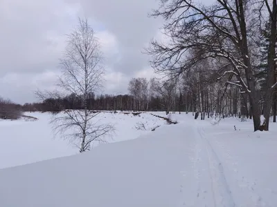 утро в зимнем лесу. Фотограф Олег Дмитриев