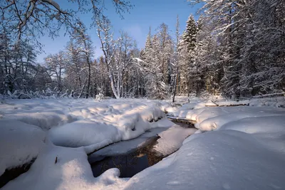 Утро в зимнем лесу. Photographer Titov Aleksandr
